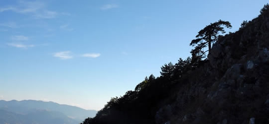pollino
