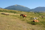 pollino