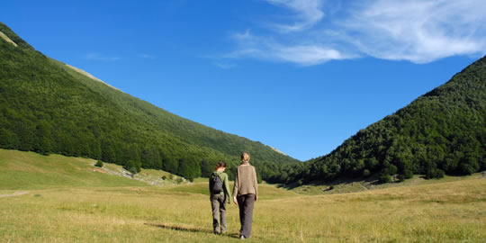 pollino