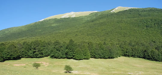 pollino