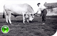 Azienda Agricola F.lli Quarto - Video