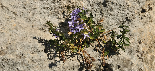 Flora del Parco