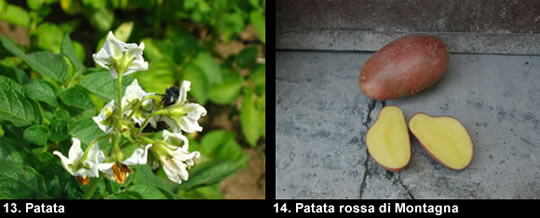 biodiversitamontagnamaterana05 image
