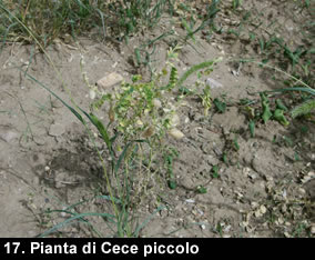 biodiversitamontagnamaterana06 image