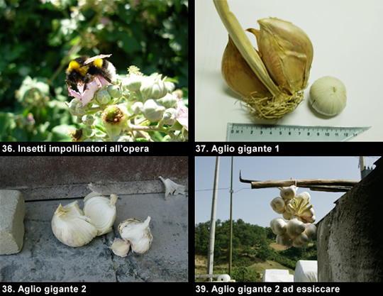 biodiversitamontagnamaterana08 image