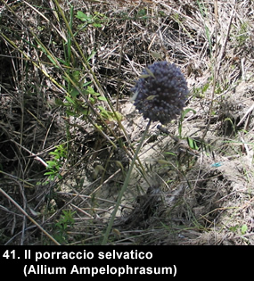 biodiversitamontagnamaterana08 image