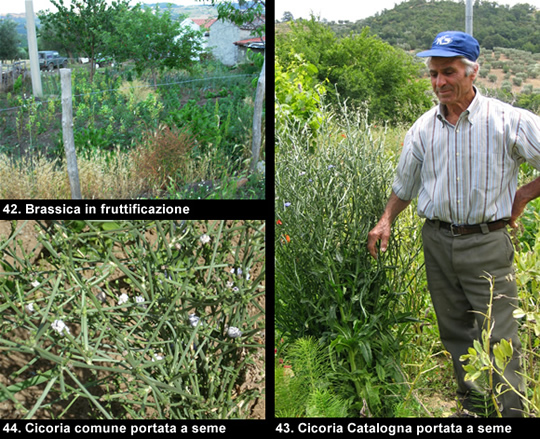 biodiversitamontagnamaterana09 image