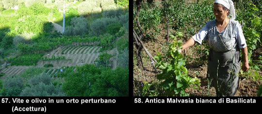 biodiversitamontagnamaterana11 image