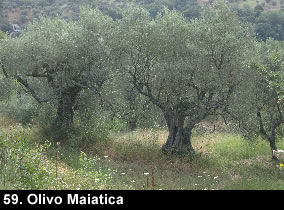 biodiversitamontagnamaterana11 image