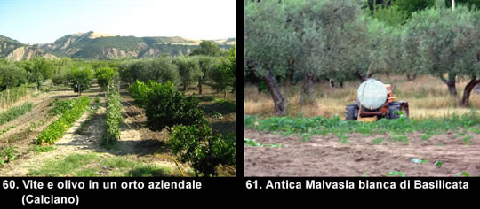 biodiversitamontagnamaterana11 image