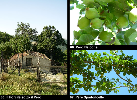 biodiversitamontagnamaterana12 image