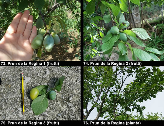 biodiversitamontagnamaterana13 image