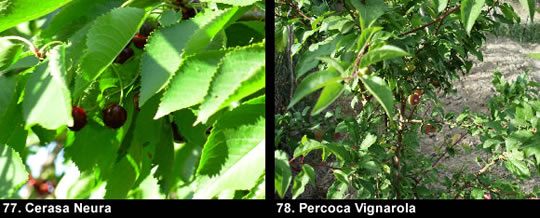 biodiversitamontagnamaterana13 image
