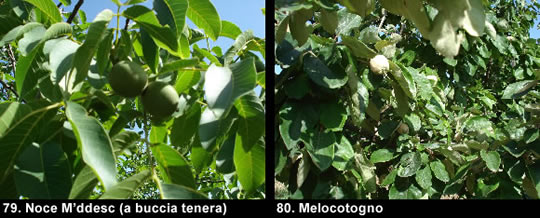 biodiversitamontagnamaterana14 image