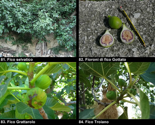 biodiversitamontagnamaterana14 image