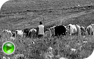 La Transumanza nel Parco della Murgia Materana image
