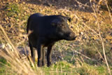 Azienda Agricola Cetani - Suino nero lucano al pascolo