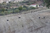 Azienda Agricola Cetani - Suino nero lucano al pascolo