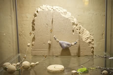 Arte decorativa di Maristella Darretta - Matera