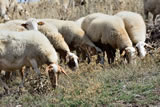 Azienda agricola - Agriturismo La Dimora dei Cavalieri - Vaglio Basilicata