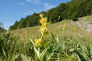 Parco Nazionale del Pollino image