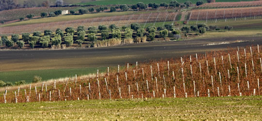 I vigneti del vino Aglianico del Vulture image