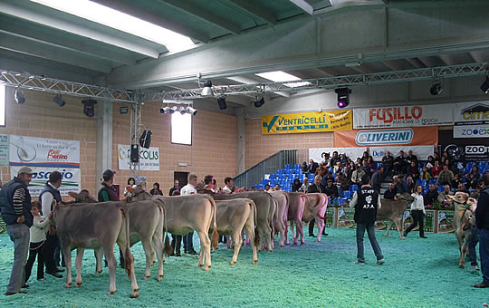 mostra_bovino_martina_franca_2010 image