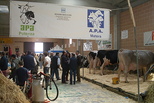 mostra_bovino_martina_franca_2010 image