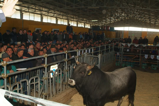 Asta dei Bovini Podolici di Laurenzana image