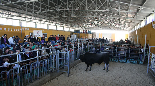Laurenza: asta bovini podolici image