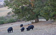 Azienda Agricola Cetani - Salumi Tricaricesi image
