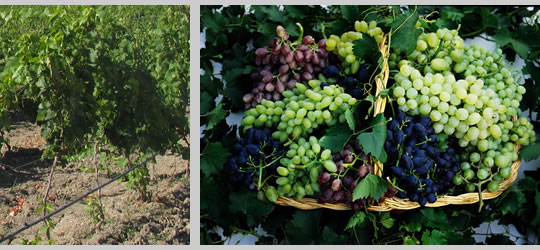 Basilicata - Vendemmia image