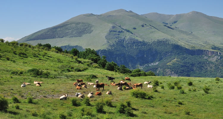 associazione_regionale_allevatori_basilicata image