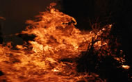 Festa di mezza estate image