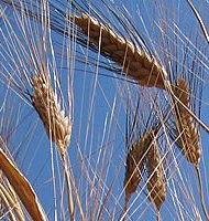 Grano duro image