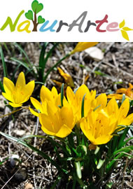 Naturarte Basilicata image