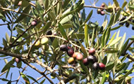 olivo image