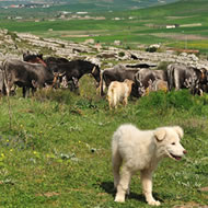 Festa della Transumanza image