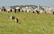 Festa della Transumanza - Parco della Murgia Materana image