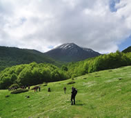 Pollino image