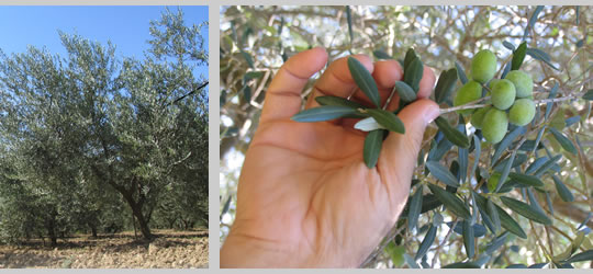 Basilicata - Raccolta olive image