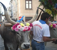 Rotonda - Sagra dell’Abete image