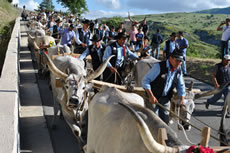 Pietrapertosa - Festa del Mascio