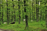 Foresta di Gallipoli Cognato