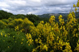 Foresta di Gallipoli Cognato