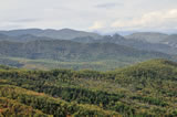 Foresta di Gallipoli Cognato